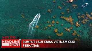 Rumput Laut Emas Vietnam Curi Perhatian