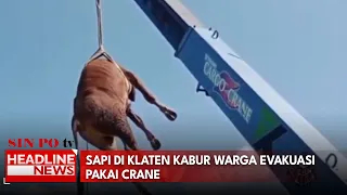 Sapi Kabur, Warga Evakuasi Pakai Crane