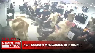 Sapi Kurban Mengamuk di Istanbul