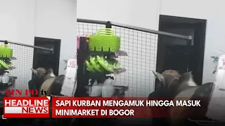 Sapi Kurban Mengamuk Hingga Masuk Minimarket di Bogor