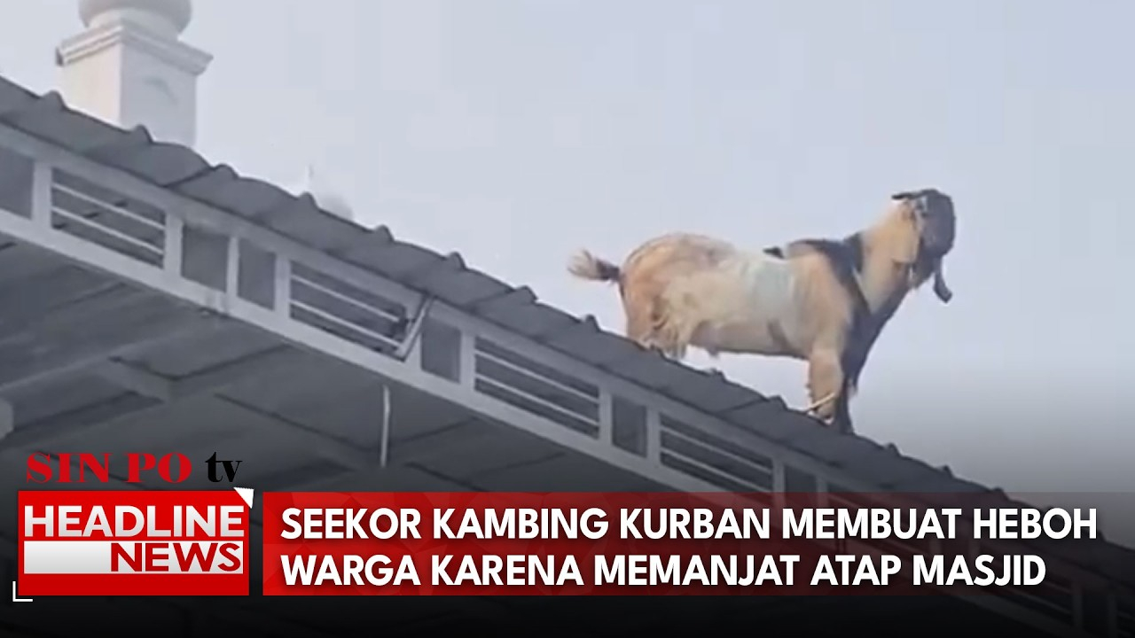 Seekor Kambing Kurban Membuat Heboh Warga Karena Memanjat Atap Masjid