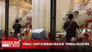 Viral! Sapi kurban masuk tenda hajatan