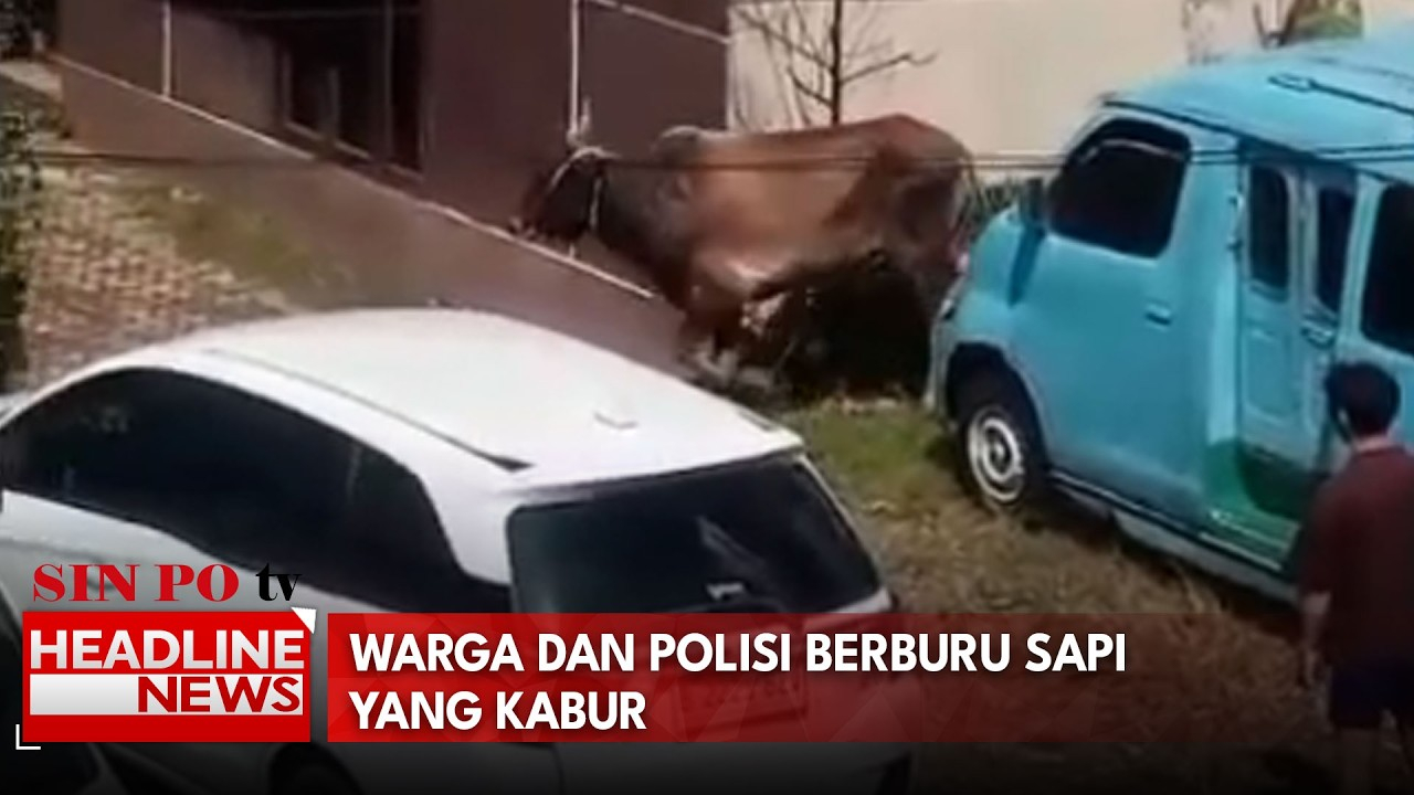 Warga Dan Polisi Berburu Sapi Yang Kabur