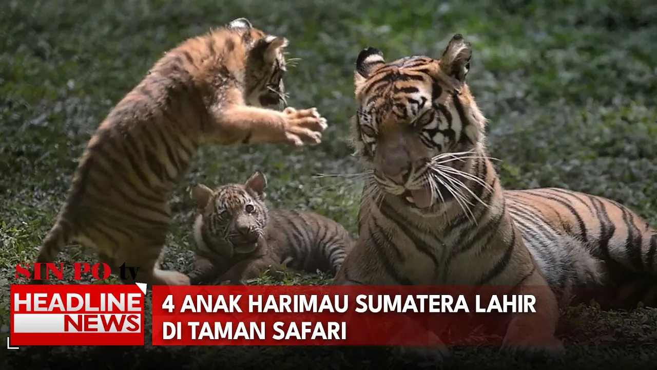 4 Anak Harimau Sumatera Lahir Di Taman Safari