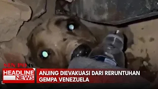 Anjing Dievakuasi Dari Reruntuhan Gempa Venezuela