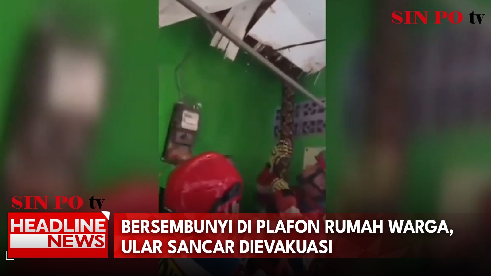 Bersembunyi Di Plafon Rumah Warga, Ular Sancar Dievakuasi