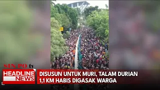 Disusun Untuk Muri, Talam Durian 1,1 KM Habis Digasak Warga