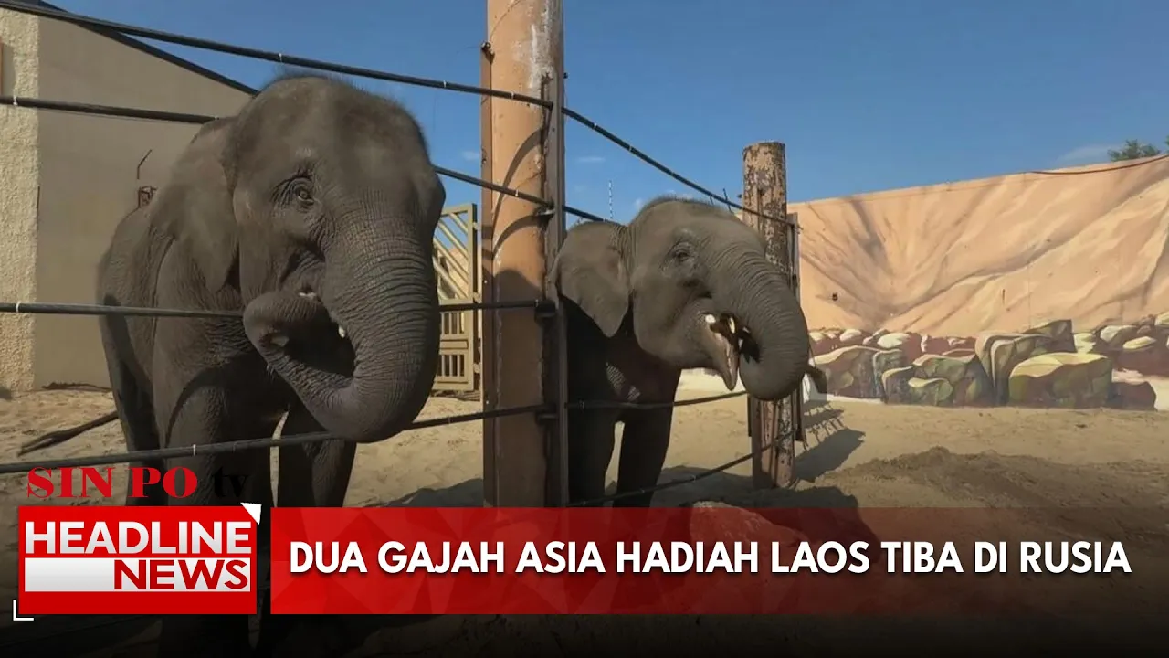 Dua Gajah Asia Hadiah Laos Tiba Di Rusia