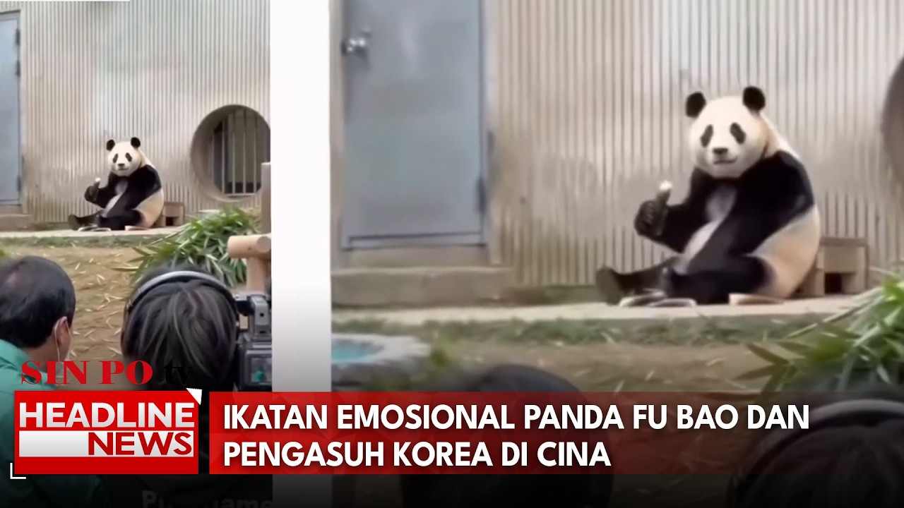 Ikatan Emosional Panda Fu Bao Dan Pengasuh Korea di Cina