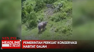 Instruksi Presiden Tentang Perlindungan Gajah, Pemerintah Perkuat Konservasi Habitat