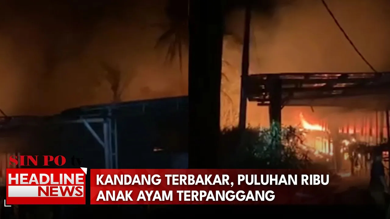 Kandang Terbakar, Puluhan Ribu Anak Ayam Terpanggang