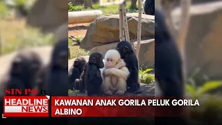 Kawanan Anak Gorila Peluk Gorila Albino