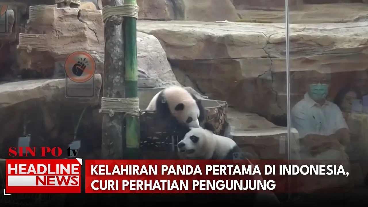 Kelahiran Panda Pertama di Indonesia, Curi Perhatian Pengunjung