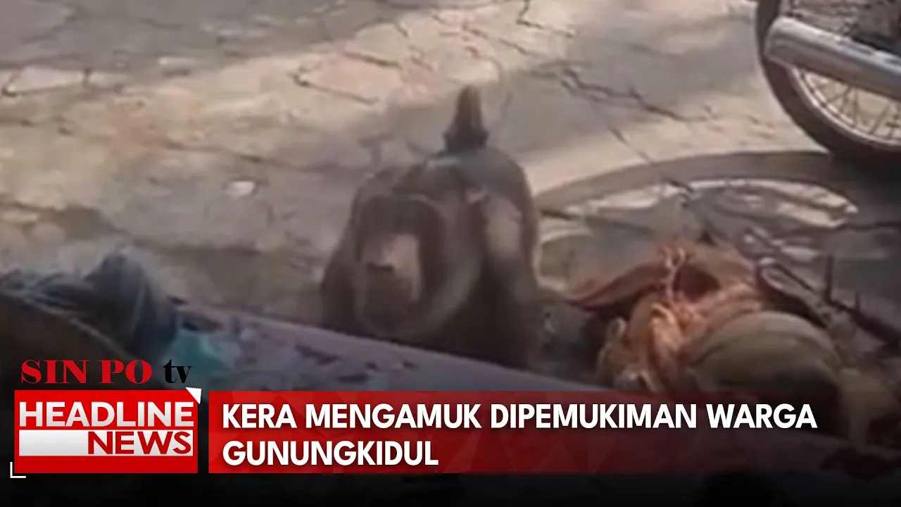 Kera Mengamuk Dipemukiman Warga Gunungkidul