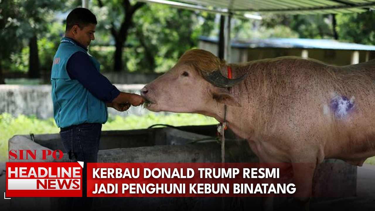 Kerbau Donald Trump Resmi Jadi Penghuni Kebun Binatang