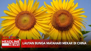 Lautan Bunga Matahari Mekar Di China
