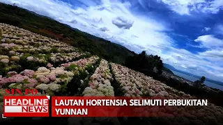 Lautan Hortensia Selimuti Perbukitan Yunnan
