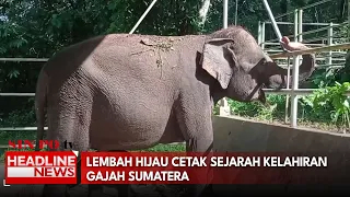 Lembah Hijau Cetak Sejarah Kelahiran Gajah Sumatera