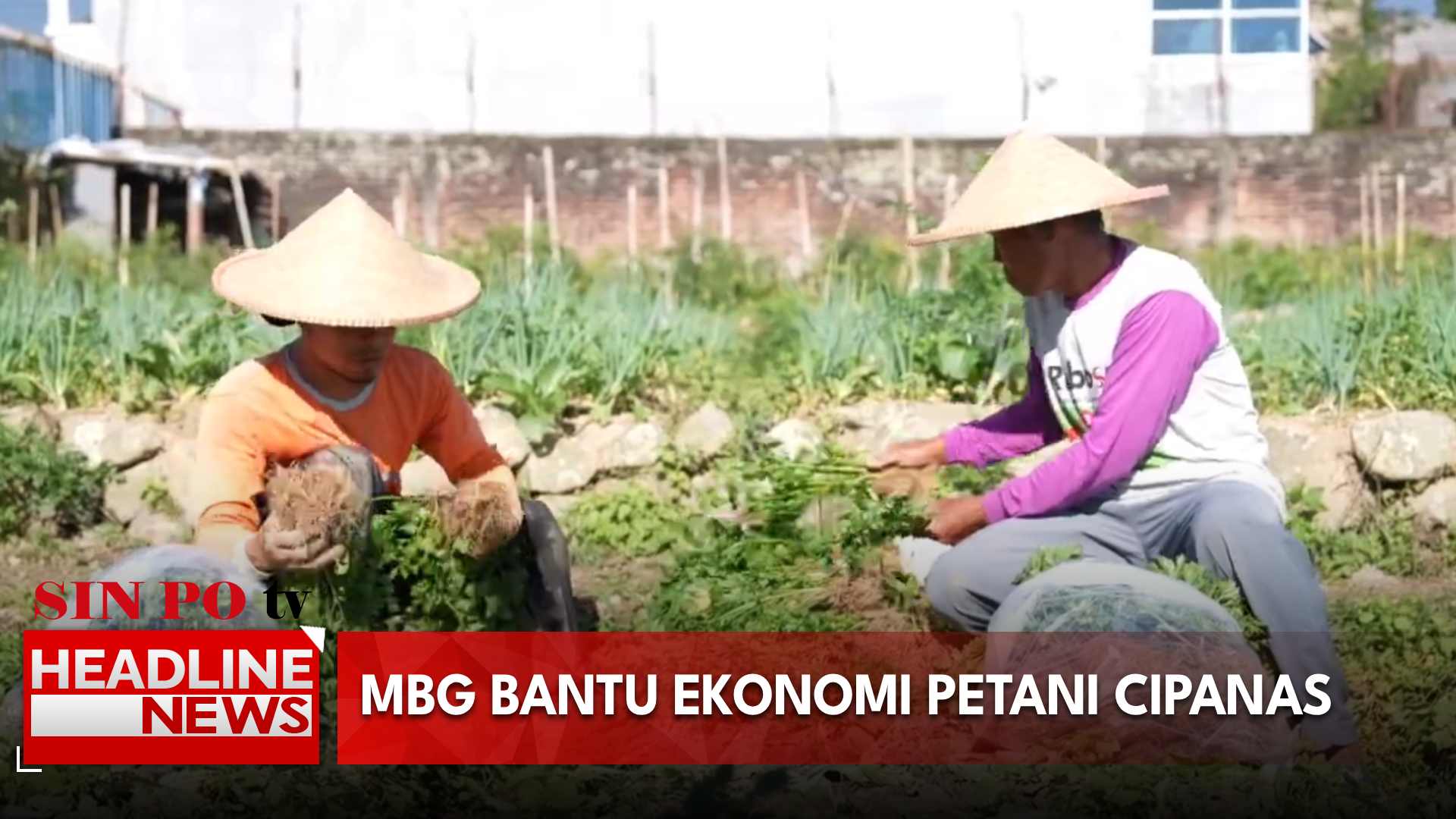 MBG Bantu Ekonomi Petani Cipanas