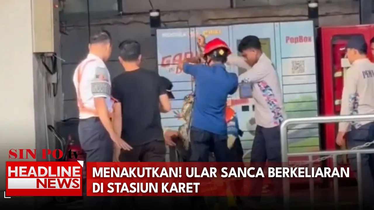 Menakutkan! Ular Sanca Berkeliaran Di Stasiun Karet