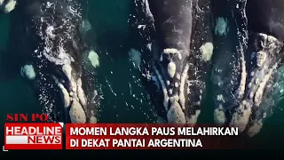 Momen Langka Paus Melahirkan Di Dekat Pantai Argentina