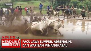Pacu Jawi: Lumpur, Adrenalin, dan Warisan Minangkabau