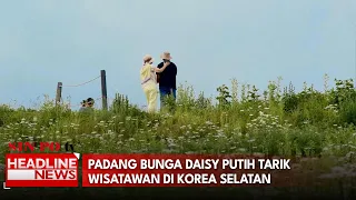 Padang Bunga Daisy Putih Tarik Wisatawan di Korea Selatan