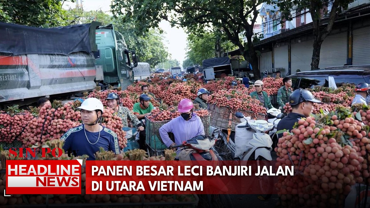Panen Besar Leci Banjiri Jalan di Utara Vietnam