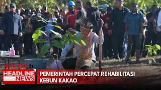 Pemerintah Percepat Rehabilitasi Kebun Kakao
