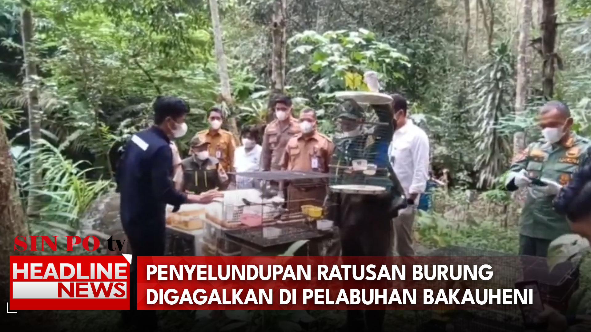 Penyelundupan Ratusan Burung Digagalkan di Pelabuhan Bakauheni