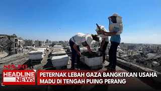 Peternak Lebah Gaza Bangkitkan Usaha Madu Di Tengah Puing Perang