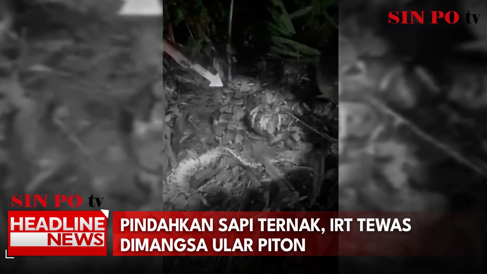 Pindahkan Sapi Ternak, IRT Tewas Dimangsa Ular Piton