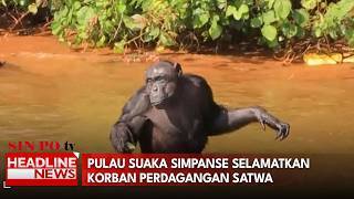 Pulau Suaka Simpanse Selamatkan Korban Perdagangan Satwa