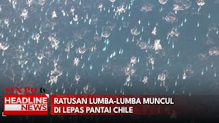 Ratusan Lumba-Lumba Muncul Di Lepas Pantai Chile