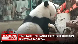 Tingkah Lucu Panda Katyusha Di Kebun Binatang Moskow