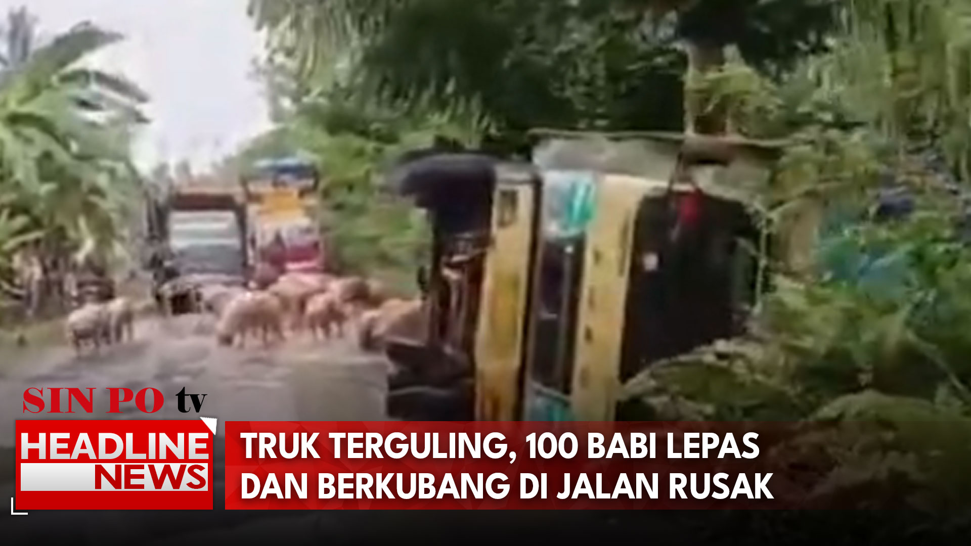 Truk Terguling, 100 Babi Lepas dan Berkubang di Jalan Rusak