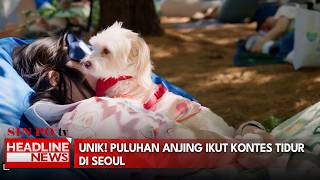 Unik! Puluhan Anjing Ikut Kontes Tidur Di Seoul