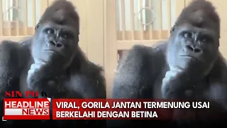 Viral, Gorila Jantan Termenung Usai Berkelahi dengan Betina