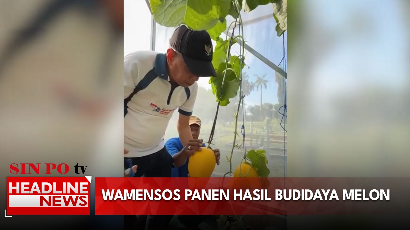 Wamensos Panen Hasil Budidaya Melon