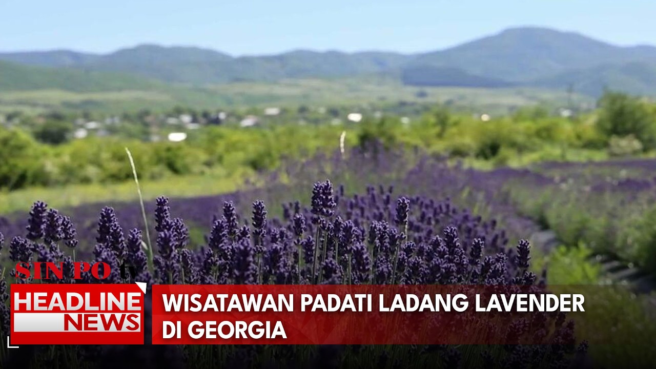 Wisatawan Padati Ladang Lavender Di Georgia
