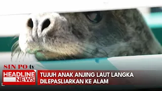 7 Anak Anjing Laut Langka Dilepasliarkan Ke Alam