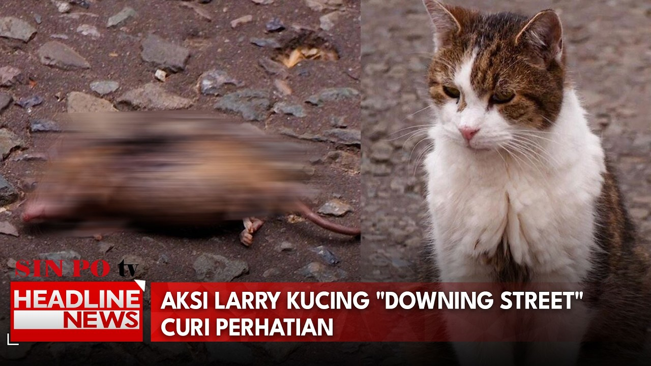 Aksi Larry Kucing "Downing Street" Curi Perhatian