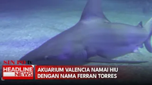 Akuarium Valencia Namai Hiu Dengan Nama Ferran Torres