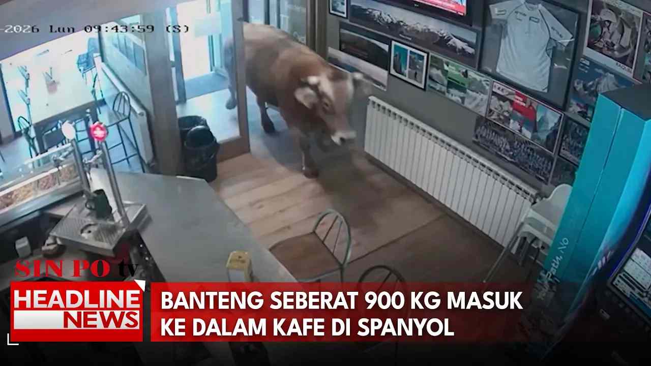 Banteng Seberat 900 KG Masuk ke Dalam Kafe di Spanyol