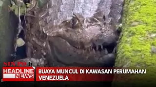 Buaya Muncul Di Kawasan Perumahan Venezuela