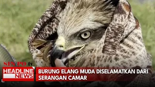 Burung Elang Muda Diselamatkan Dari Serangan Camar
