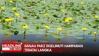 Danau Parz Diselimuti Hamparan Teratai Langka