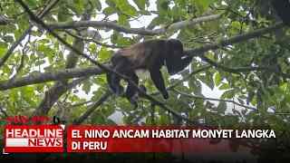 El Nino Ancam Habitat Monyet Langka Di Peru