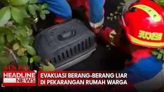 Evakuasi Berang-Berang Liar Di Pekarangan Rumah Warga