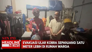 Evakuasi Ular Kobra Sepanjang Satu Meter Lebih Di Rumah Warga
